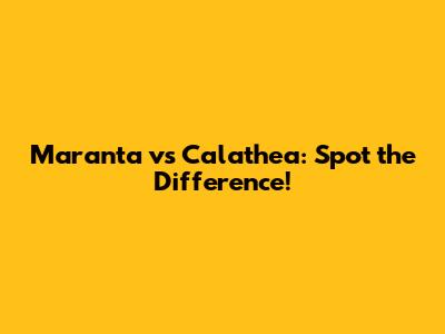 Maranta vs Calathea: Spot the Difference!