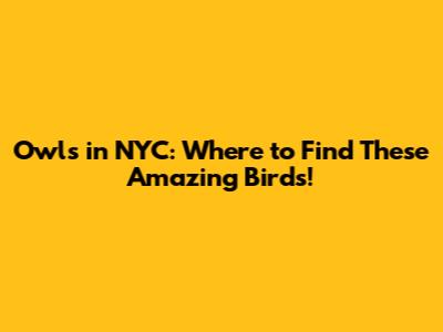 Owls in NYC: Where to Find These Amazing Birds!